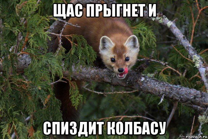 щас прыгнет и спиздит колбасу, Мем Соболь хочет украсть еду