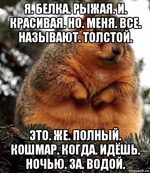 я. белка. рыжая. и. красивая. но. меня. все. называют. толстой. это. же. полный. кошмар. когда. идёшь. ночью. за. водой., Мем Толстая белка