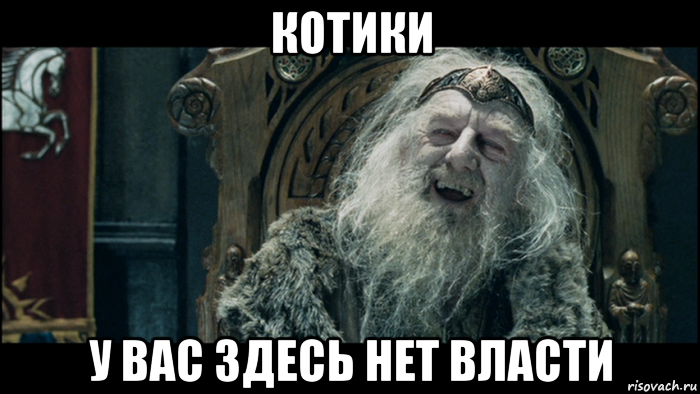 котики у вас здесь нет власти