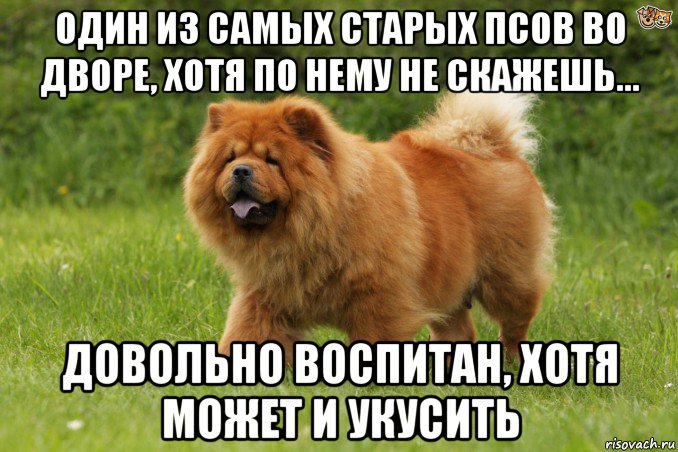 один из самых старых псов во дворе, хотя по нему не скажешь... довольно воспитан, хотя может и укусить, Мем Биг бейби тейп