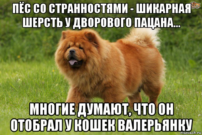 пёс со странностями - шикарная шерсть у дворового пацана... многие думают, что он отобрал у кошек валерьянку, Мем Биг бейби тейп