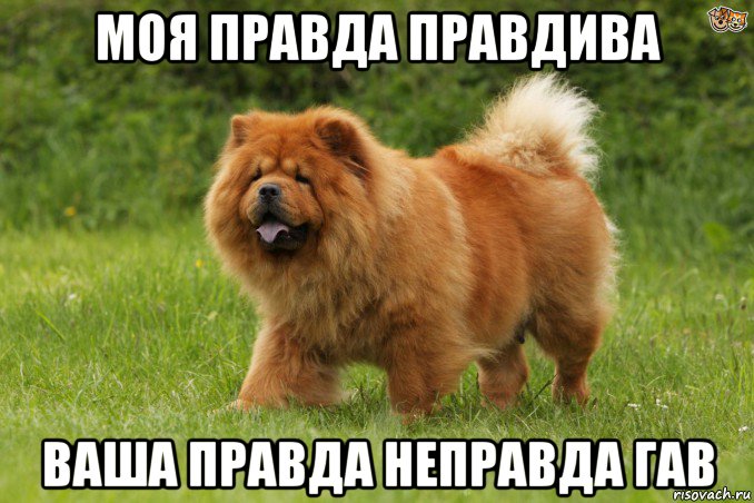 моя правда правдива ваша правда неправда гав, Мем Биг бейби тейп