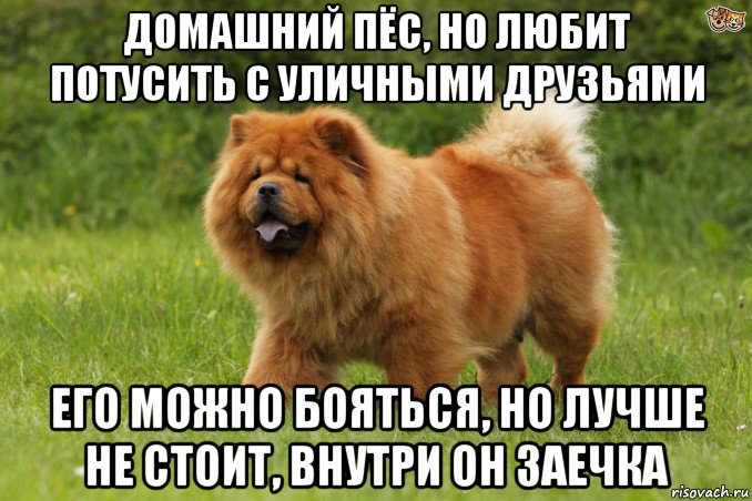 домашний пёс, но любит потусить с уличными друзьями его можно бояться, но лучше не стоит, внутри он заечка, Мем Биг бейби тейп