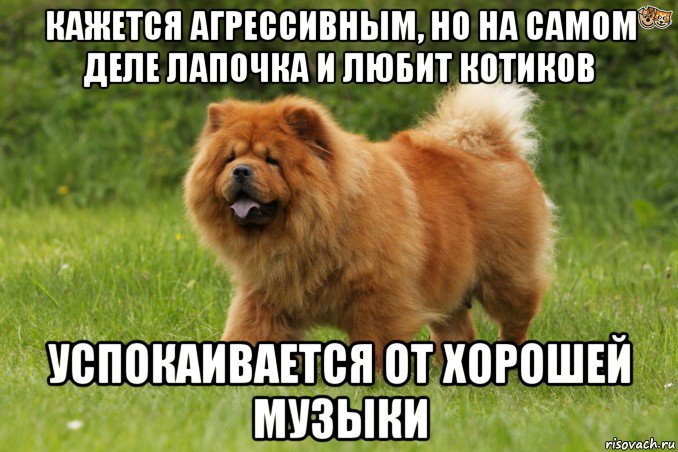 кажется агрессивным, но на самом деле лапочка и любит котиков успокаивается от хорошей музыки, Мем Биг бейби тейп