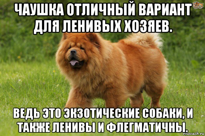чаушка отличный вариант для ленивых хозяев. ведь это экзотические собаки, и также ленивы и флегматичны., Мем Биг бейби тейп