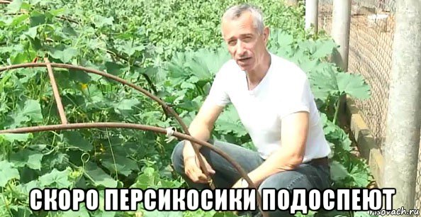  скоро персикосики подоспеют, Мем Доктор попов огурец
