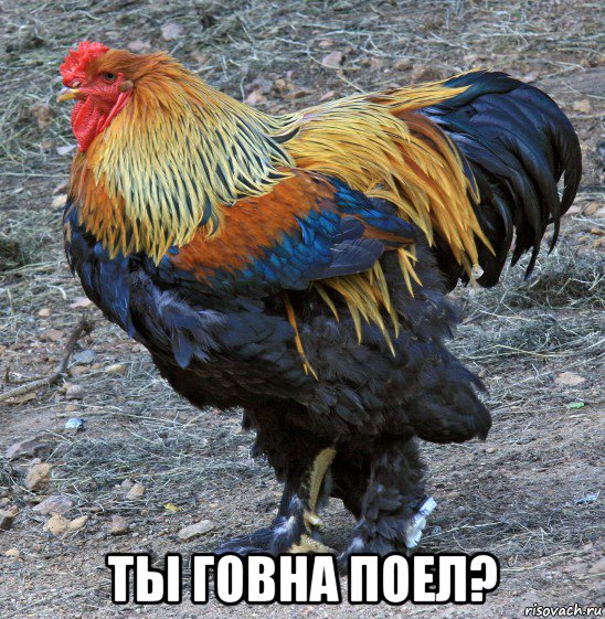  ты говна поел?, Мем Главбройлер