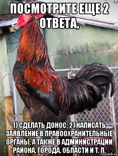 посмотрите еще 2 ответа, 1) сделать донос; 2) написать заявление в правоохранительные органы, а также в администрации района, города, области и т. п., Мем Главпетух кукарекает