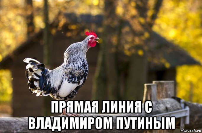  прямая линия с владимиром путиным, Мем Хабаровский петух Жора