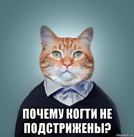  почему когти не подстрижены?, Мем Хвостатый директор кот Персик