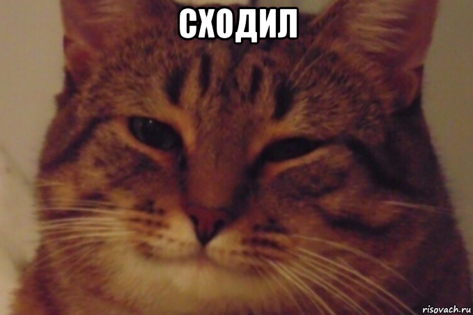 сходил , Мем И шоколад