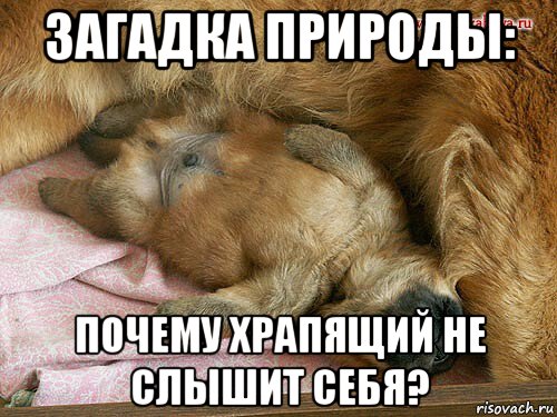 загадка природы: почему храпящий не слышит себя?, Мем Как часто вижу я сон