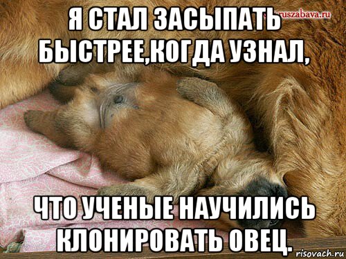 я стал засыпать быстрее,когда узнал, что ученые научились клонировать овец., Мем Как часто вижу я сон