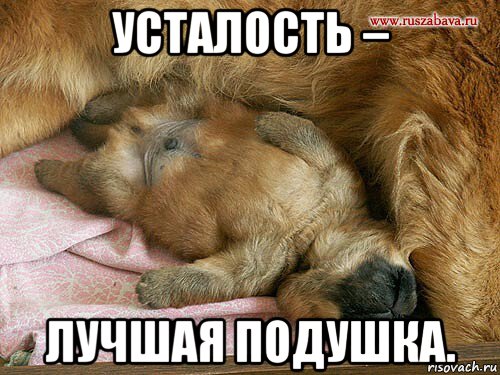 усталость – лучшая подушка., Мем Как часто вижу я сон
