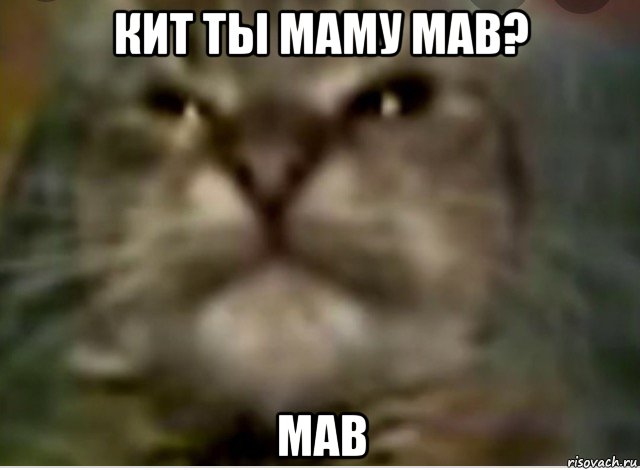 кит ты маму мав? мав, Мем Кiт ти маму МАВ