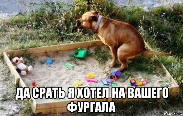  да срать я хотел на вашего фургала, Мем Кошка