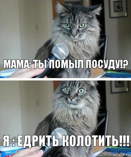 МАМА: ТЫ ПОМЫЛ ПОСУДУ!? Я : едрить колотить!!!, Комикс  кот с микрофоном