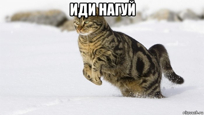 иди нагуй , Мем Кот