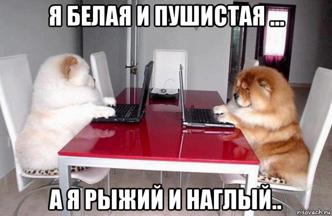 я белая и пушистая ... а я рыжий и наглый.., Мем Коворкинг