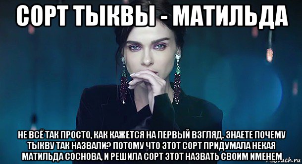сорт тыквы - матильда не всё так просто, как кажется на первый взгляд. знаете почему тыкву так назвали? потому что этот сорт придумала некая матильда соснова, и решила сорт этот назвать своим именем