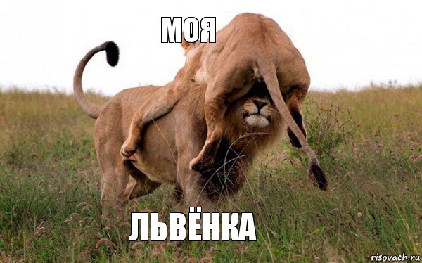 Моя Львёнка, Комикс Лев