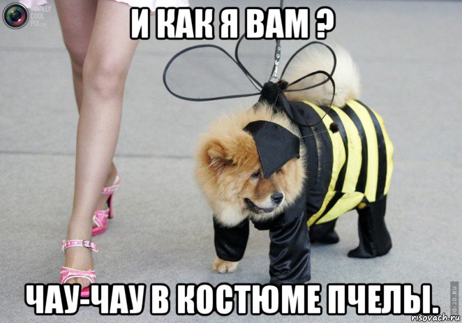 и как я вам ? чау-чау в костюме пчелы., Мем Мое место строго под солнцем на цветочках