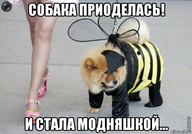 собака приоделась! и стала модняшкой..., Мем Мое место строго под солнцем на цветочках