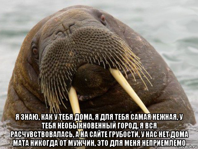  я знаю, как у тебя дома, я для тебя самая нежная, у тебя необыкновенный город, я вся расчувствовалась, а на сайте грубости, у нас нет дома мата никогда от мужчин, это для меня неприемлемо