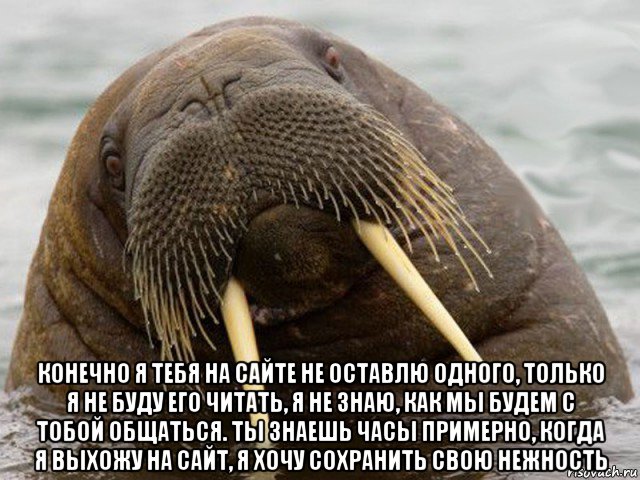  конечно я тебя на сайте не оставлю одного, только я не буду его читать, я не знаю, как мы будем с тобой общаться. ты знаешь часы примерно, когда я выхожу на сайт, я хочу сохранить свою нежность, Мем морж