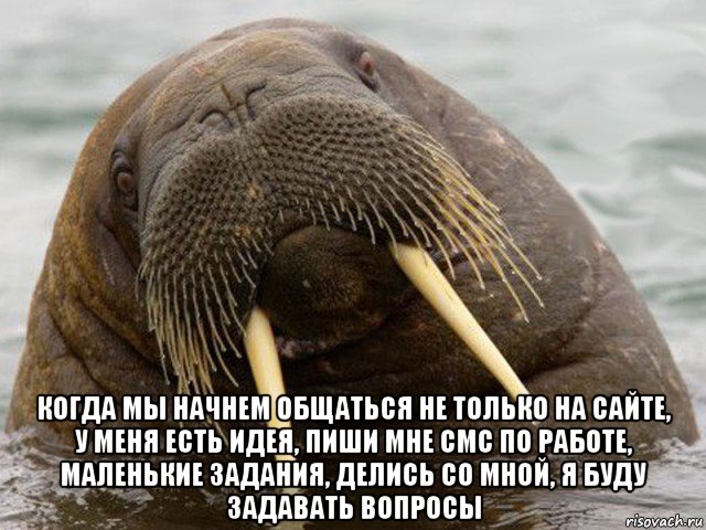  когда мы начнем общаться не только на сайте, у меня есть идея, пиши мне смс по работе, маленькие задания, делись со мной, я буду задавать вопросы, Мем морж
