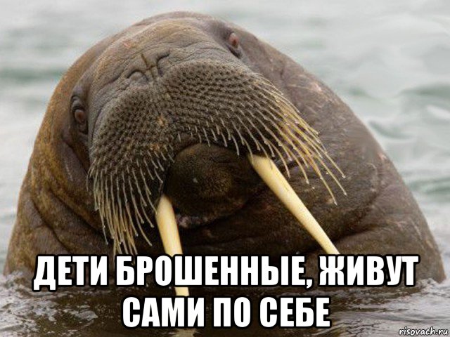  дети брошенные, живут сами по себе, Мем морж