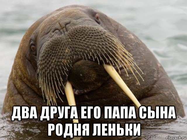  два друга его папа сына родня леньки, Мем морж