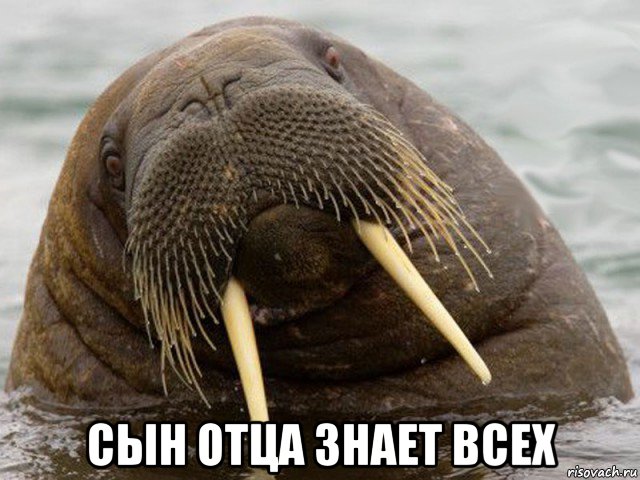  сын отца знает всех