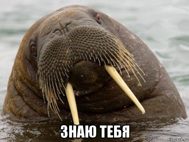 знаю тебя