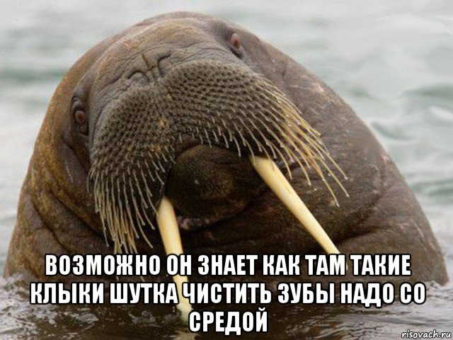  возможно он знает как там такие клыки шутка чистить зубы надо со средой