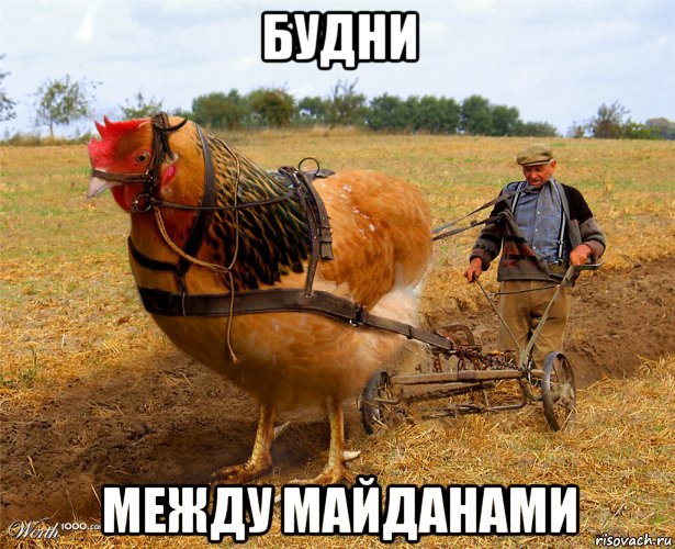 будни между майданами, Мем Непарнокопытный петух