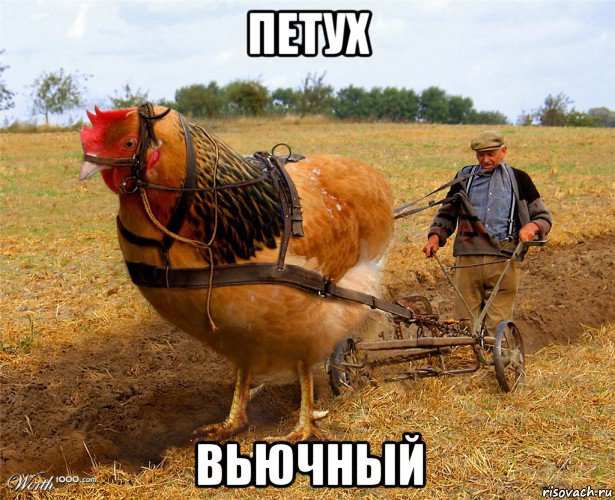 петух вьючный, Мем Непарнокопытный петух