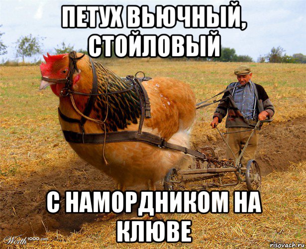 петух вьючный, стойловый с намордником на клюве, Мем Непарнокопытный петух