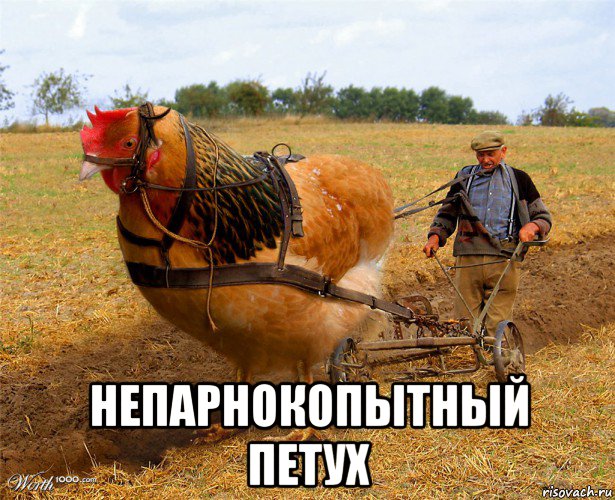  непарнокопытный петух, Мем Непарнокопытный петух