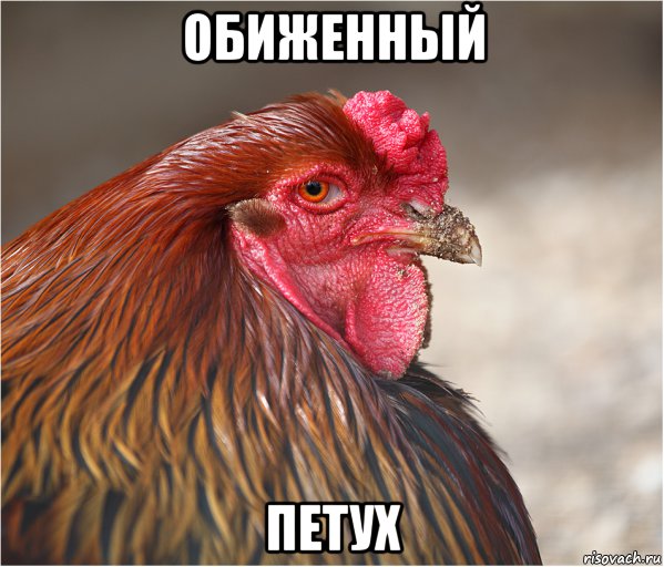 обиженный петух, Мем Обиженный Петух