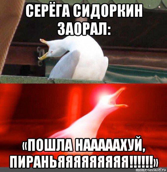 серёга сидоркин заорал: «пошла нааааахуй, пираньяяяяяяяяя!!!!!!»