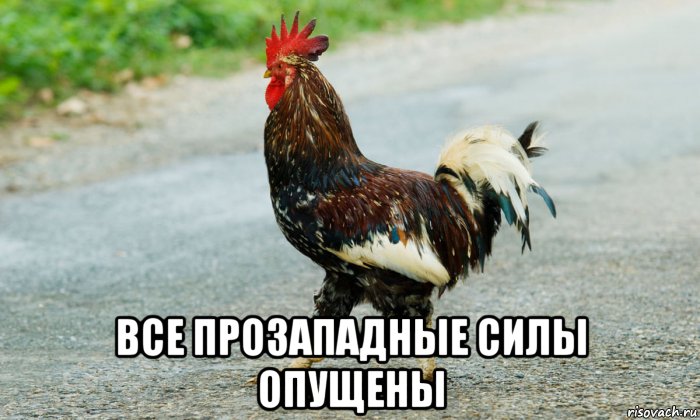  все прозападные силы опущены, Мем Петух переходит дорогу