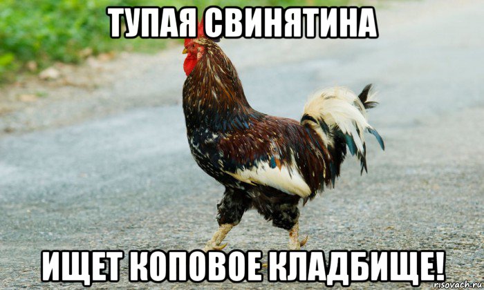 тупая свинятина ищет коповое кладбище!, Мем Петух переходит дорогу