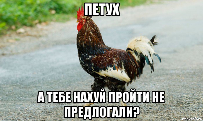 петух а тебе нахуй пройти не предлогали?, Мем Петух переходит дорогу