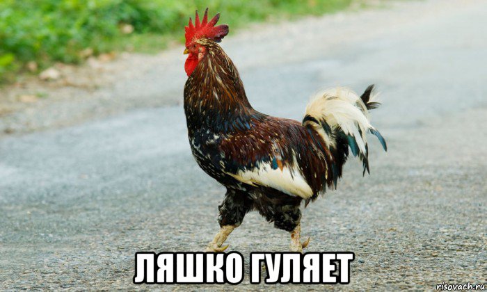  ляшко гуляет, Мем Петух переходит дорогу