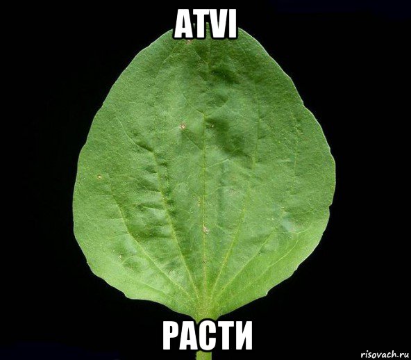 atvi расти