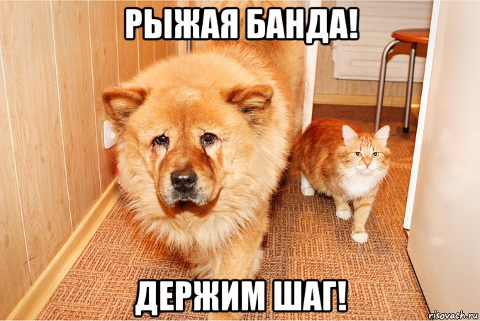 рыжая банда! держим шаг!, Мем Рыжая банда