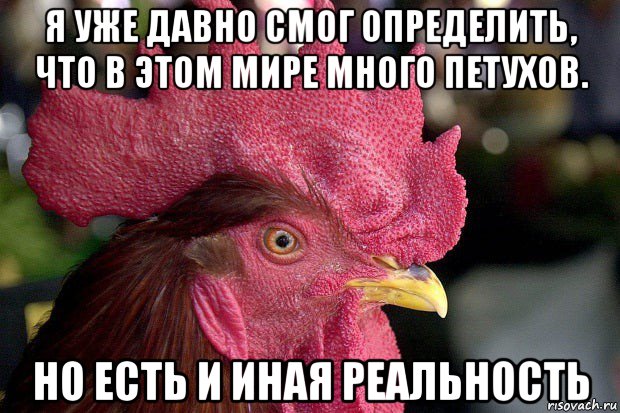 я уже давно смог определить, что в этом мире много петухов. но есть и иная реальность