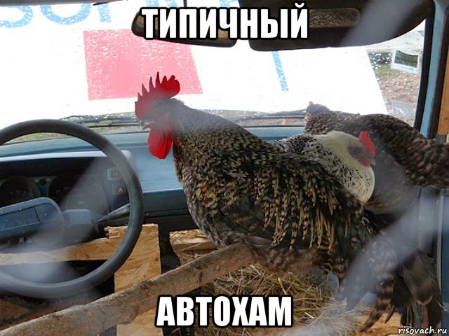 типичный автохам, Мем Типичный петух за рулём