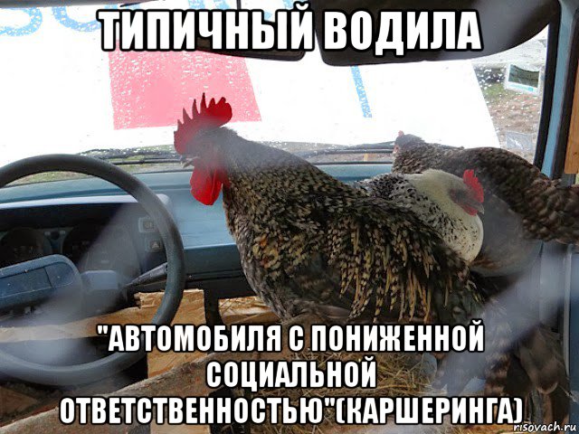типичный водила "автомобиля с пониженной социальной ответственностью"(каршеринга), Мем Типичный петух за рулём